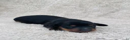 Miniature Dachshund dogs for sale: AKC Longhair Black & Tan Mini Dachshund Girl - Ad 1