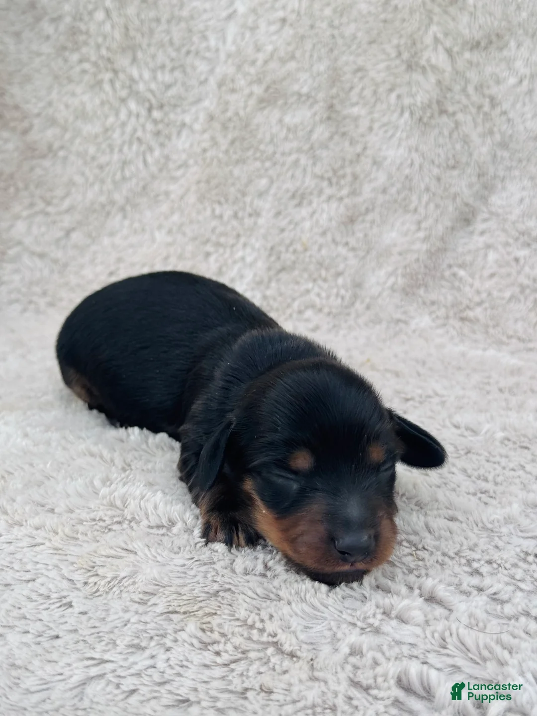Miniature Dachshund dogs for sale: AKC Longhair Black & Tan Mini Dachshund Girl - Ad 1