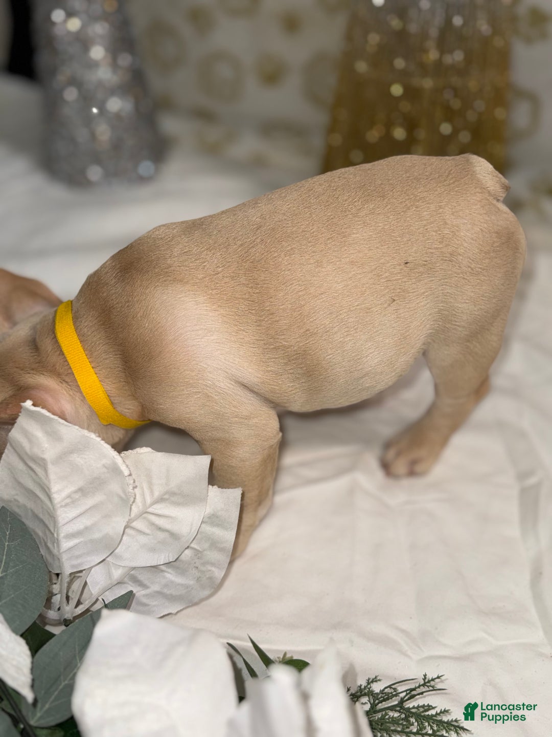 French Bulldog dogs for sale: Storm  - Ad 2
