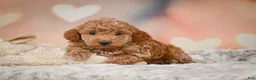 Toy Poodle dogs for sale: Davis - Ad 7