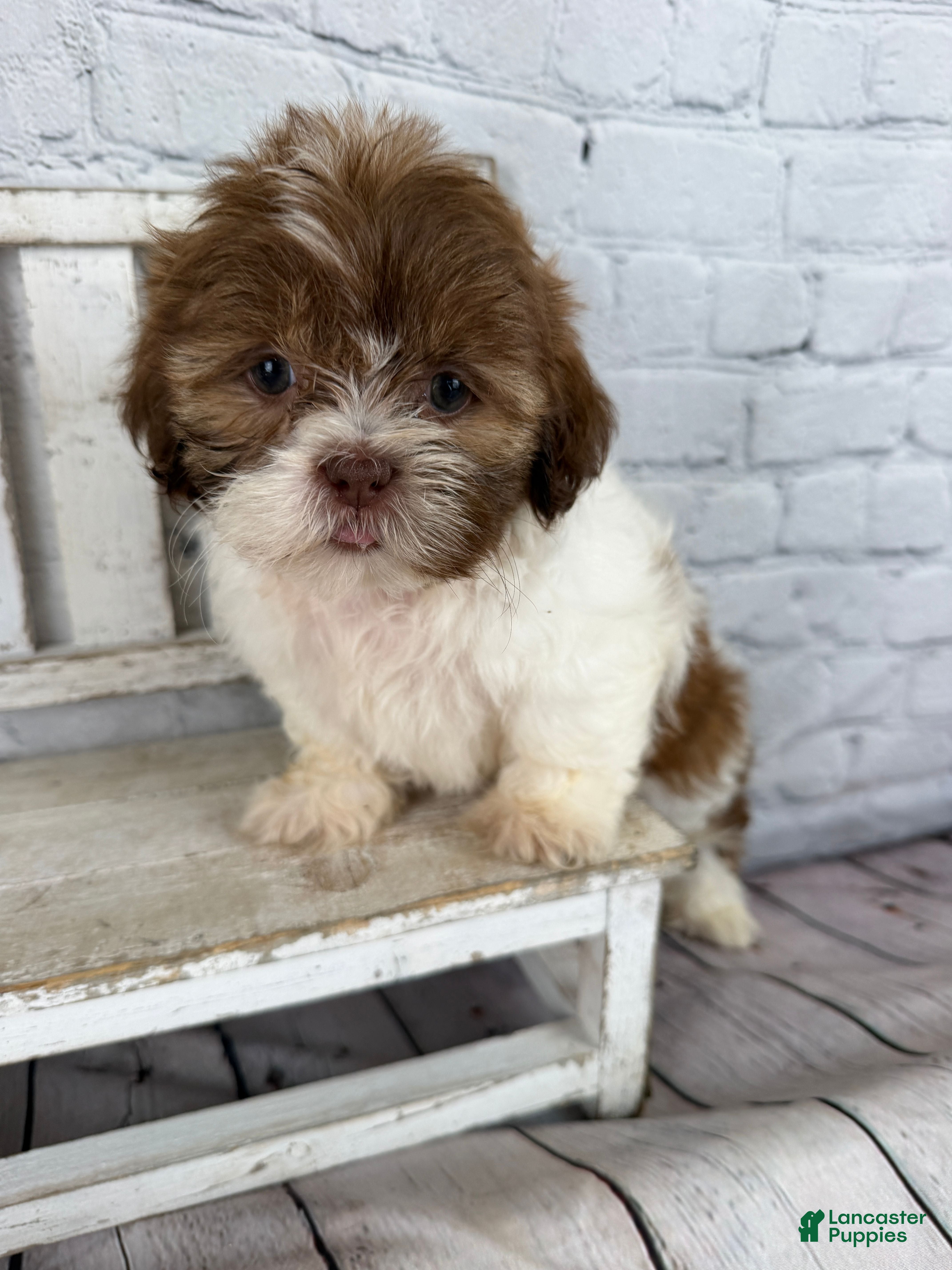 Shih Tzu dogs Chip - Ad 1