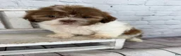 Shih Tzu dogs for sale: Chip - Ad 1