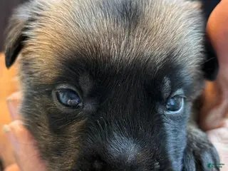 Belgian Malinois dogs for sale: Belgian Malinois Boy 2 - Ad 2