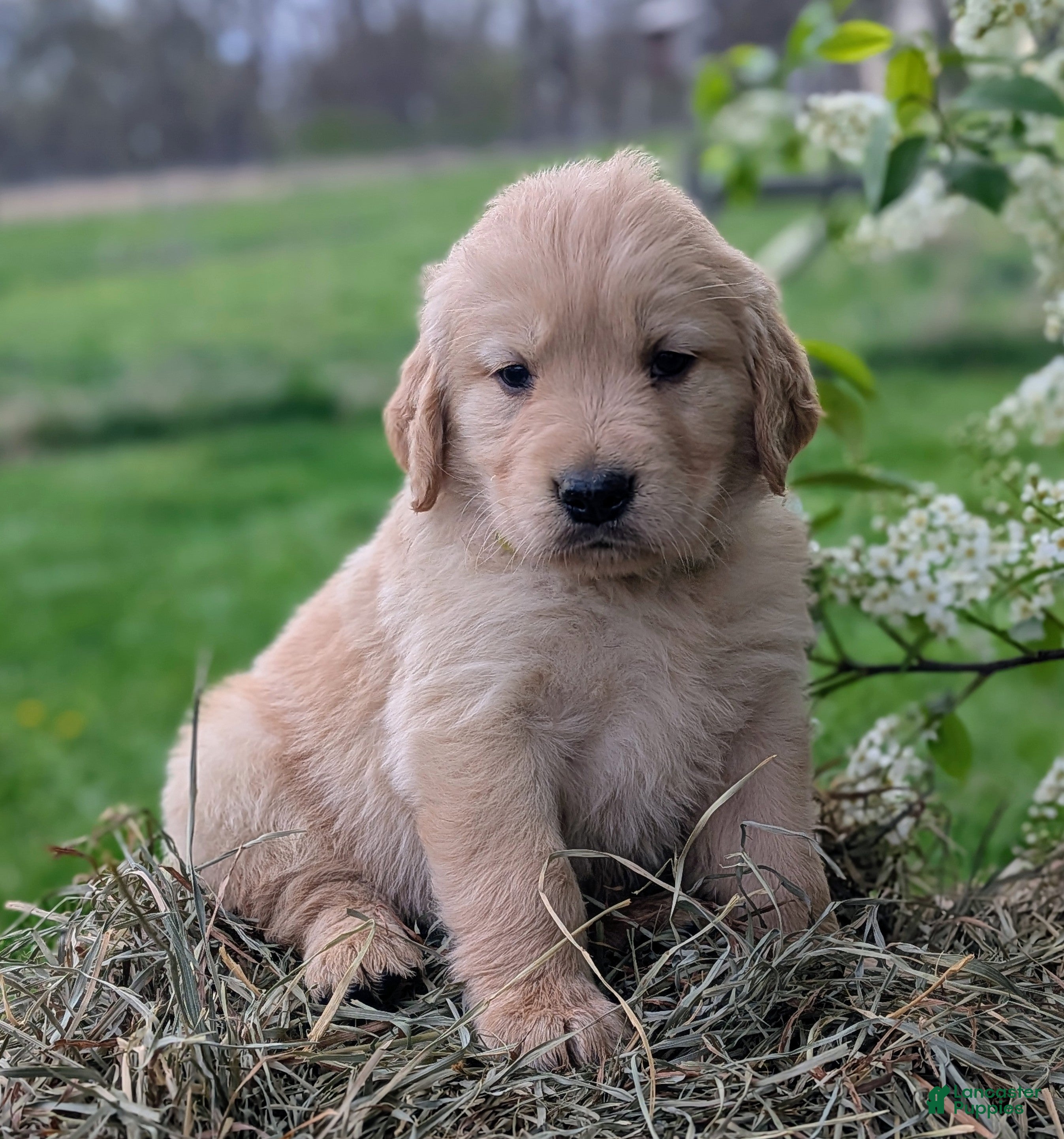 Golden Retriever dogs Birch - Ad 1