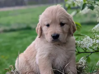 Golden Retriever dogs for sale: Birch - Ad 2