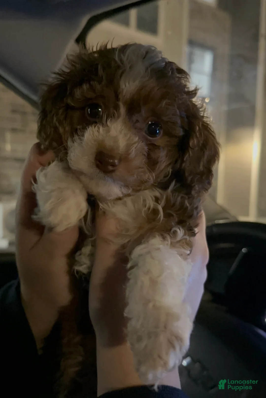 Havapoo dogs for sale: Meatball - Ad 1