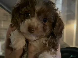 Havapoo dogs Meatball - Ad 22