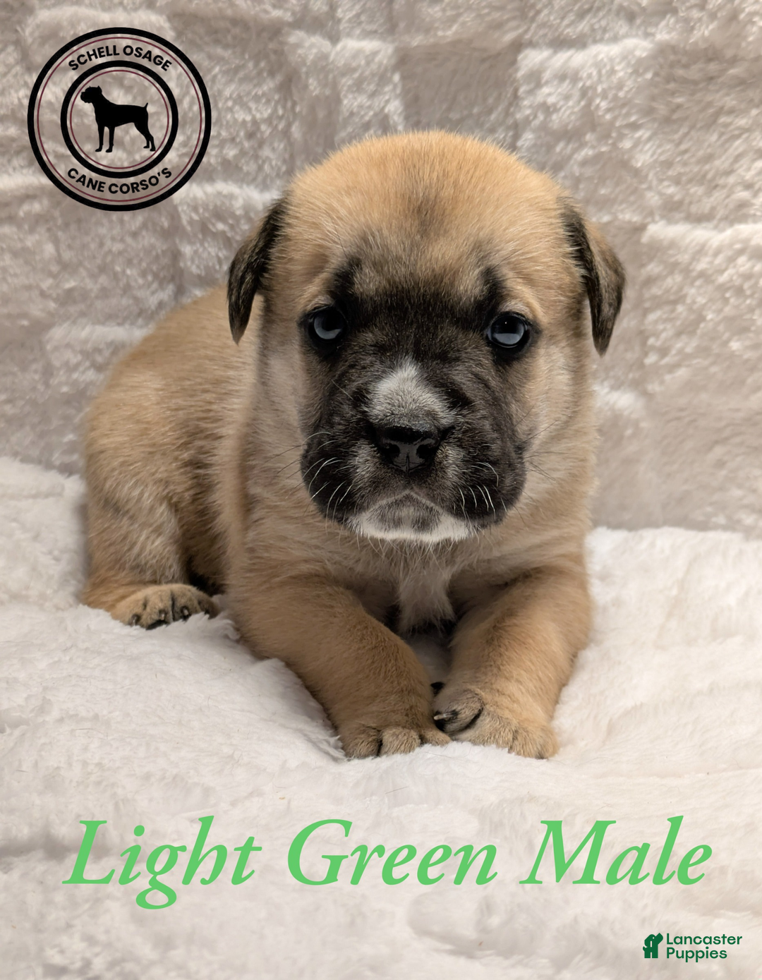 Cane Corso dogs for sale: Light Green - Ad 2