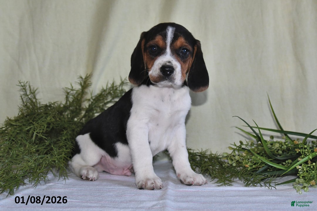 Beagle dogs for sale: Jaxon - Ad 3