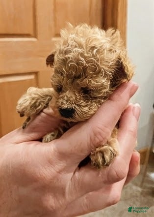 Toy Poodle dogs ♥️TINY TEACUP TAZZ♥️ - Ad 3