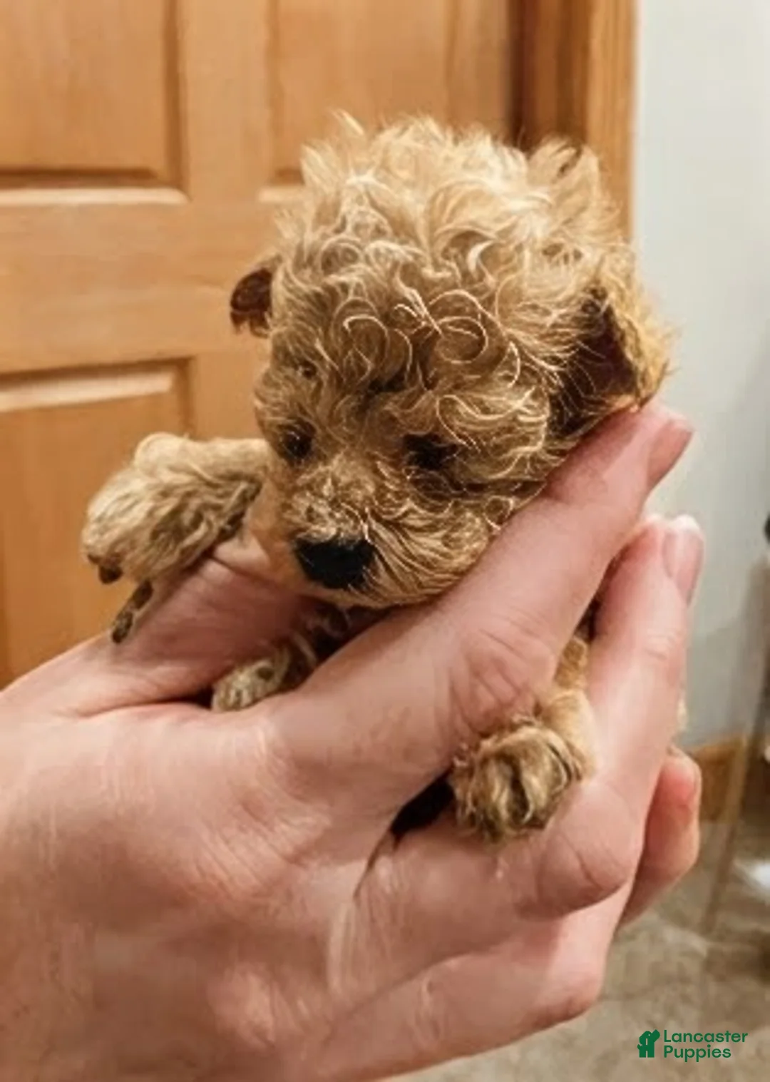 Toy Poodle dogs for sale: ♥️TINY TEACUP TAZZ♥️ - Ad 1
