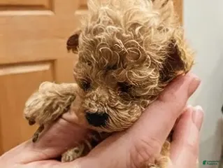 Toy Poodle dogs ♥️TINY TEACUP TAZZ♥️ - Ad 3