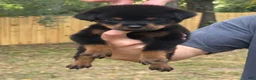 Rottweiler dogs for sale: REMUS - Ad 1
