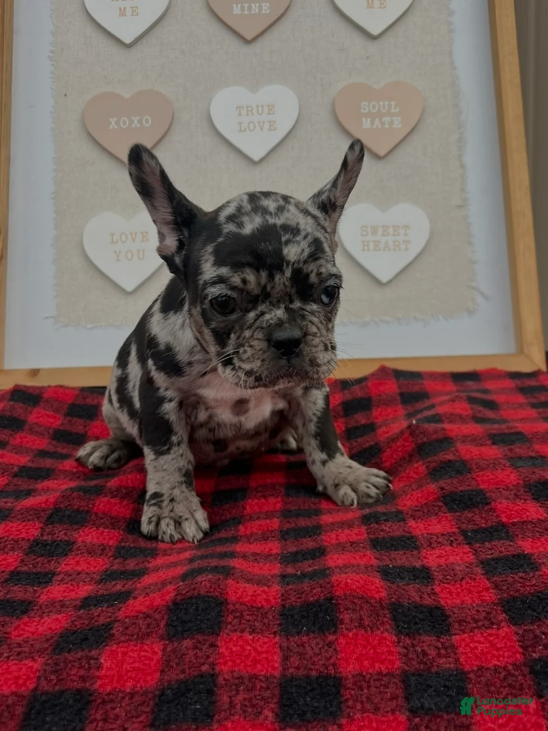 French Bulldog dogs for sale: French Bulldog Puppy 5 - Ad 1