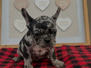 French Bulldog dogs French Bulldog Puppy 5 - Ad 1