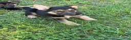 German Shepherd dogs for sale: Ranger - Ad 2