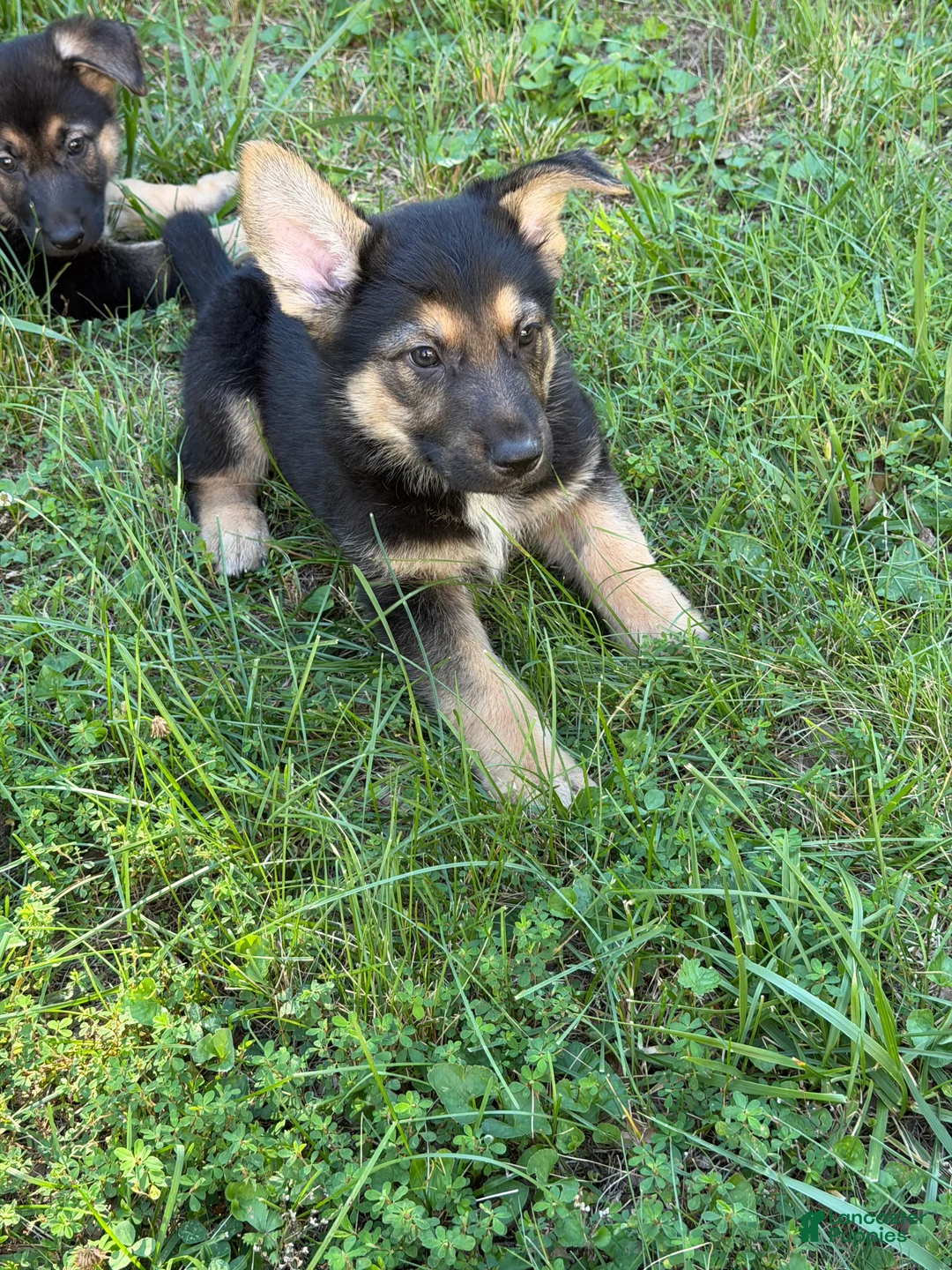 German Shepherd dogs for sale: Ranger - Ad 2