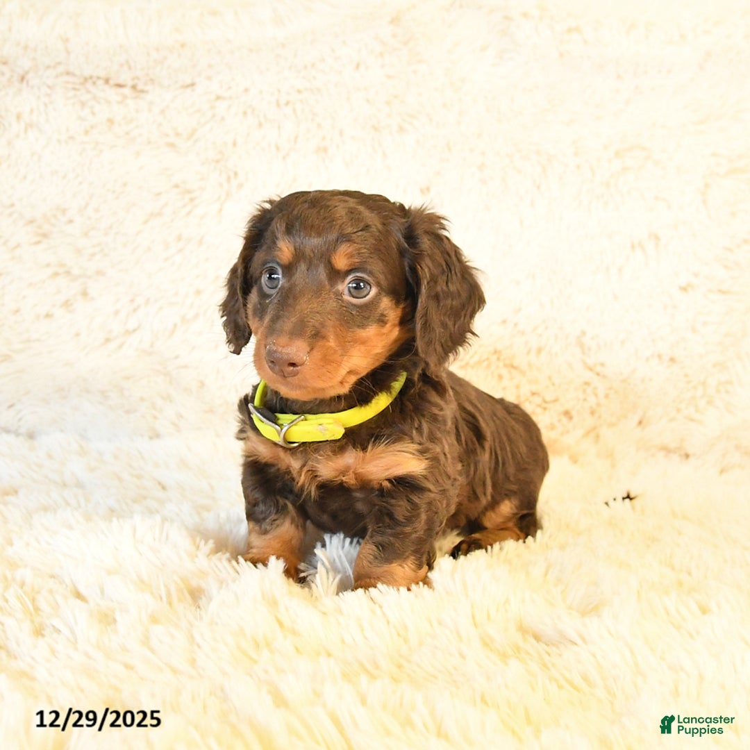 Miniature Dachshund dogs for sale: Lexus - Ad 3