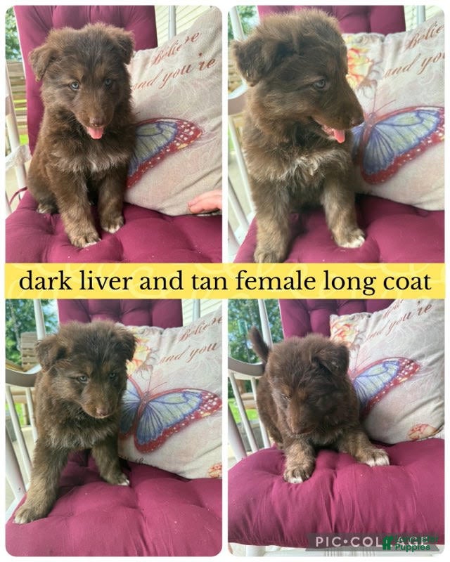 German Shepherd dogs (Mocha) Dark Liver Female - Ad 4