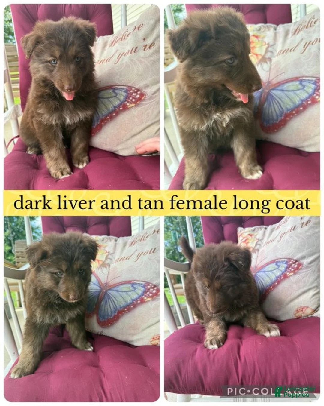 German Shepherd dogs for sale: (Mocha) Dark Liver Female - Ad 1
