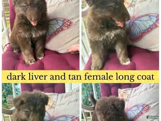 German Shepherd dogs (Mocha) Dark Liver Female - Ad 4