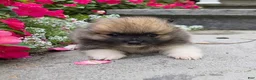 Pomeranian dogs for sale: Sable-Tri color - Ad 5