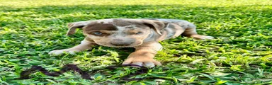 Catahoula Leopard Dog Puppy 5