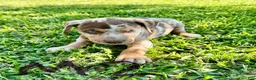 Catahoula Leopard Dog dogs for sale: Catahoula Leopard Dog Puppy 5 - Ad 1