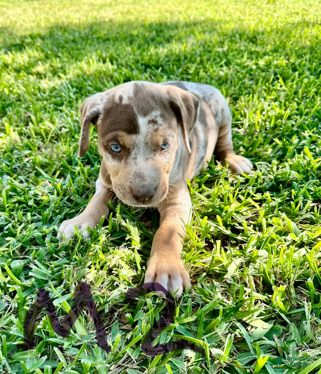 Catahoula Leopard Dog dogs for sale: Catahoula Leopard Dog Puppy 5 - Ad 1