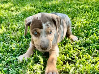 Catahoula Leopard Dog dogs Catahoula Leopard Dog Puppy 5 - Ad 13