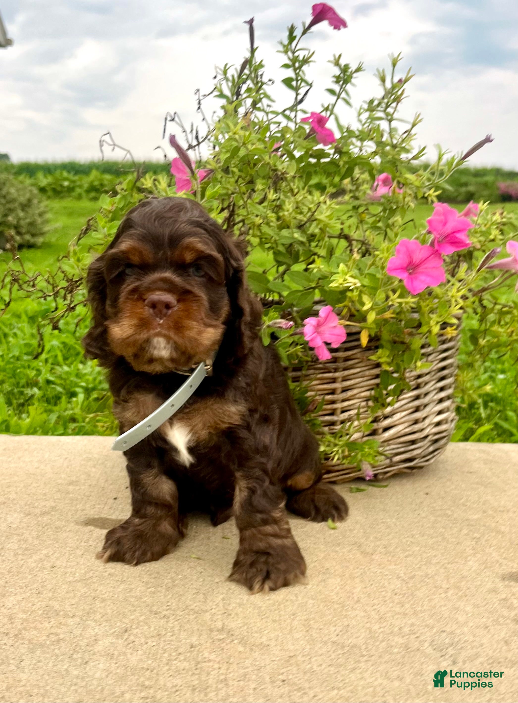Cocker Spaniel dogs Honey❤️AKC Registered🐾Text or Call today - Ad 30