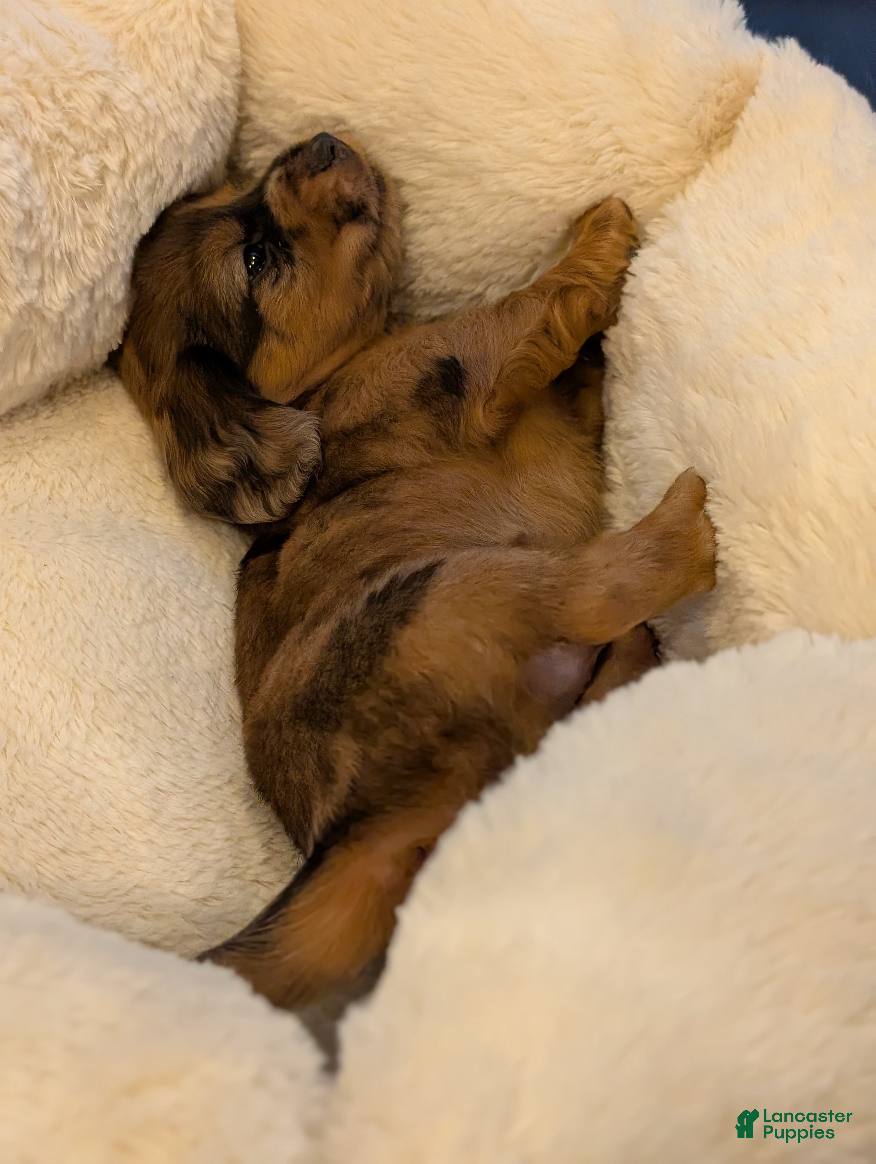 Miniature Dachshund dogs Harvey - Ad 2