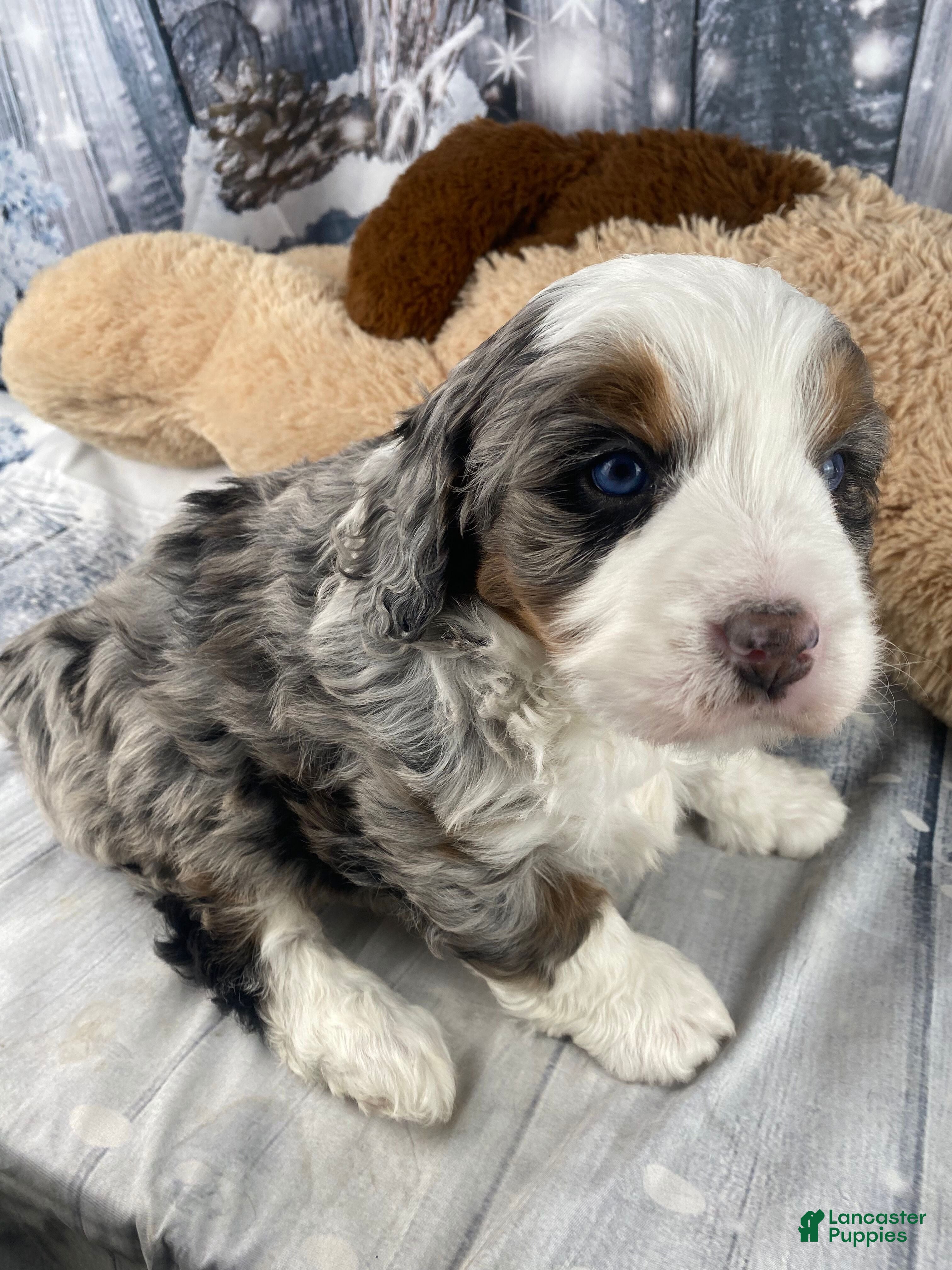 Mixed Breed dogs Rylan - Ad 3