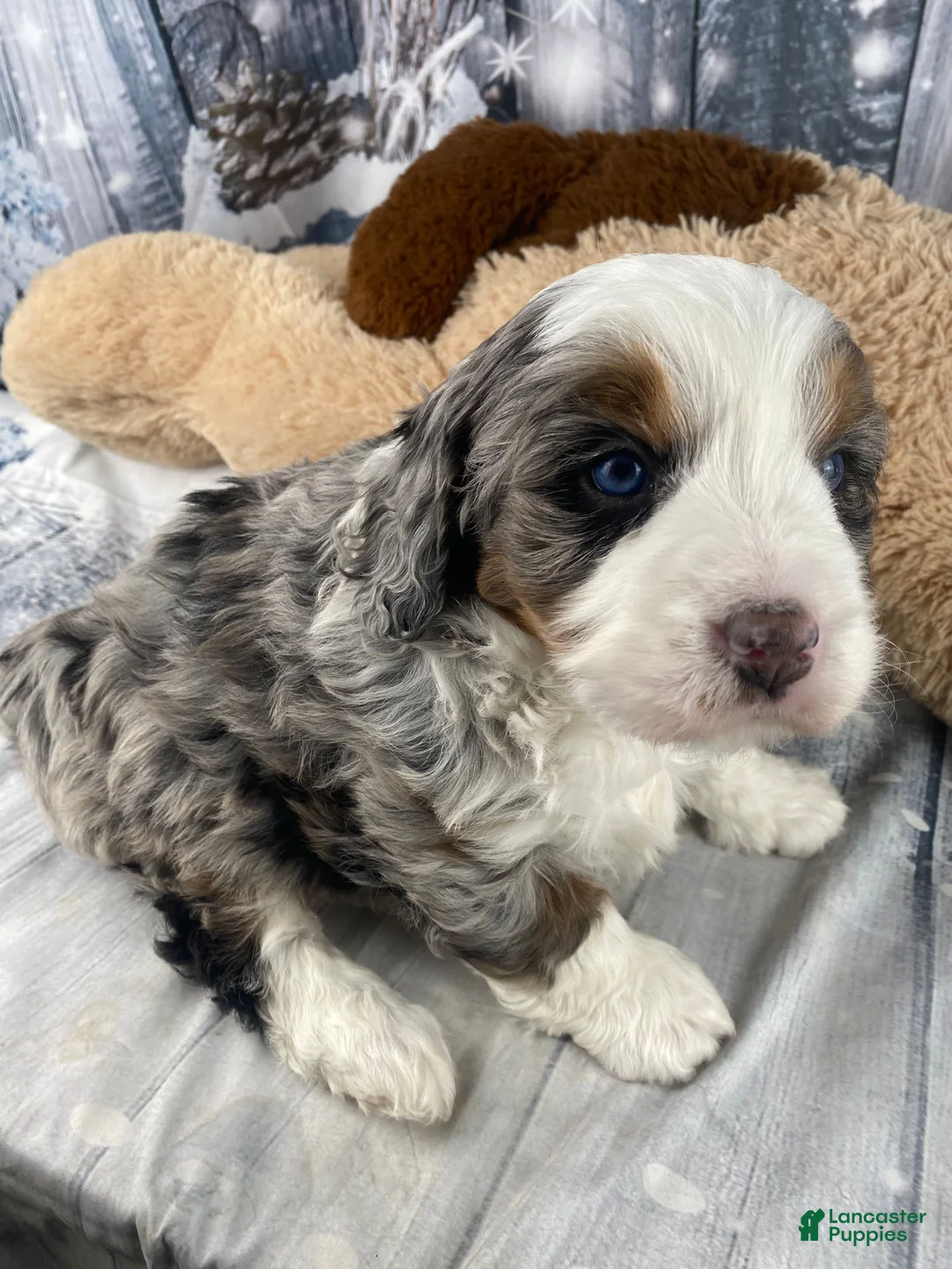 Mixed Breed dogs for sale: Rylan - Ad 1