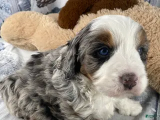 Mixed Breed dogs Rylan - Ad 3