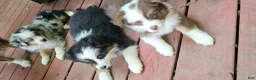 Miniature Australian Shepherd dogs for sale: Oreo - Ad 4