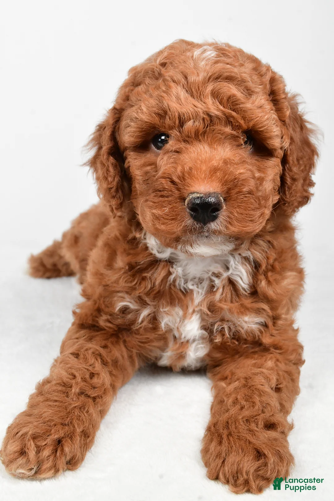 Miniature Poodle dogs for sale: Ranger - Ad 4