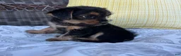 Shorkie dogs for sale: Emma - Ad 7