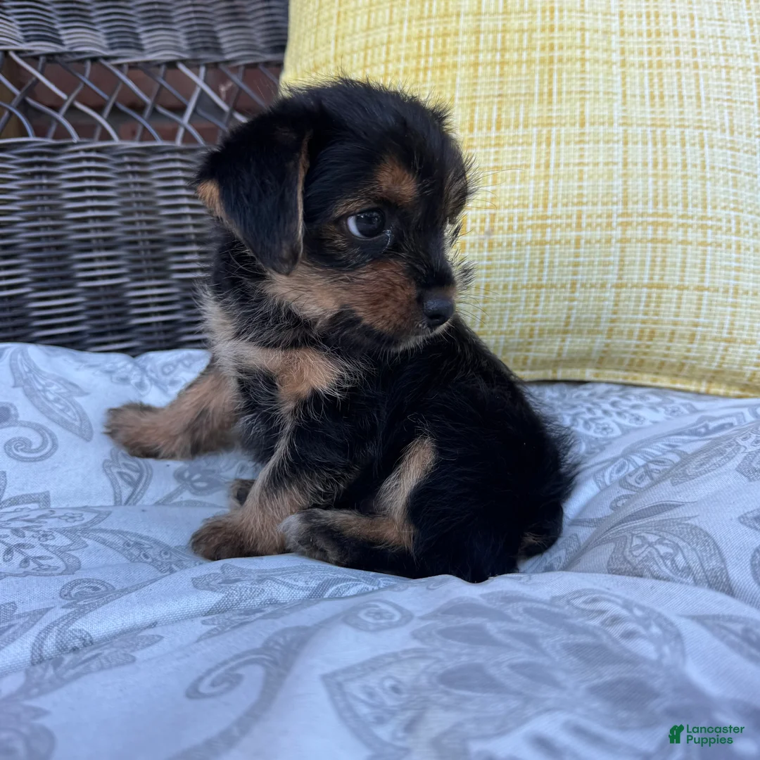Shorkie dogs for sale: Emma - Ad 7