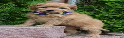 Mini Goldendoodle dogs for sale: Mini Greta - Ad 13