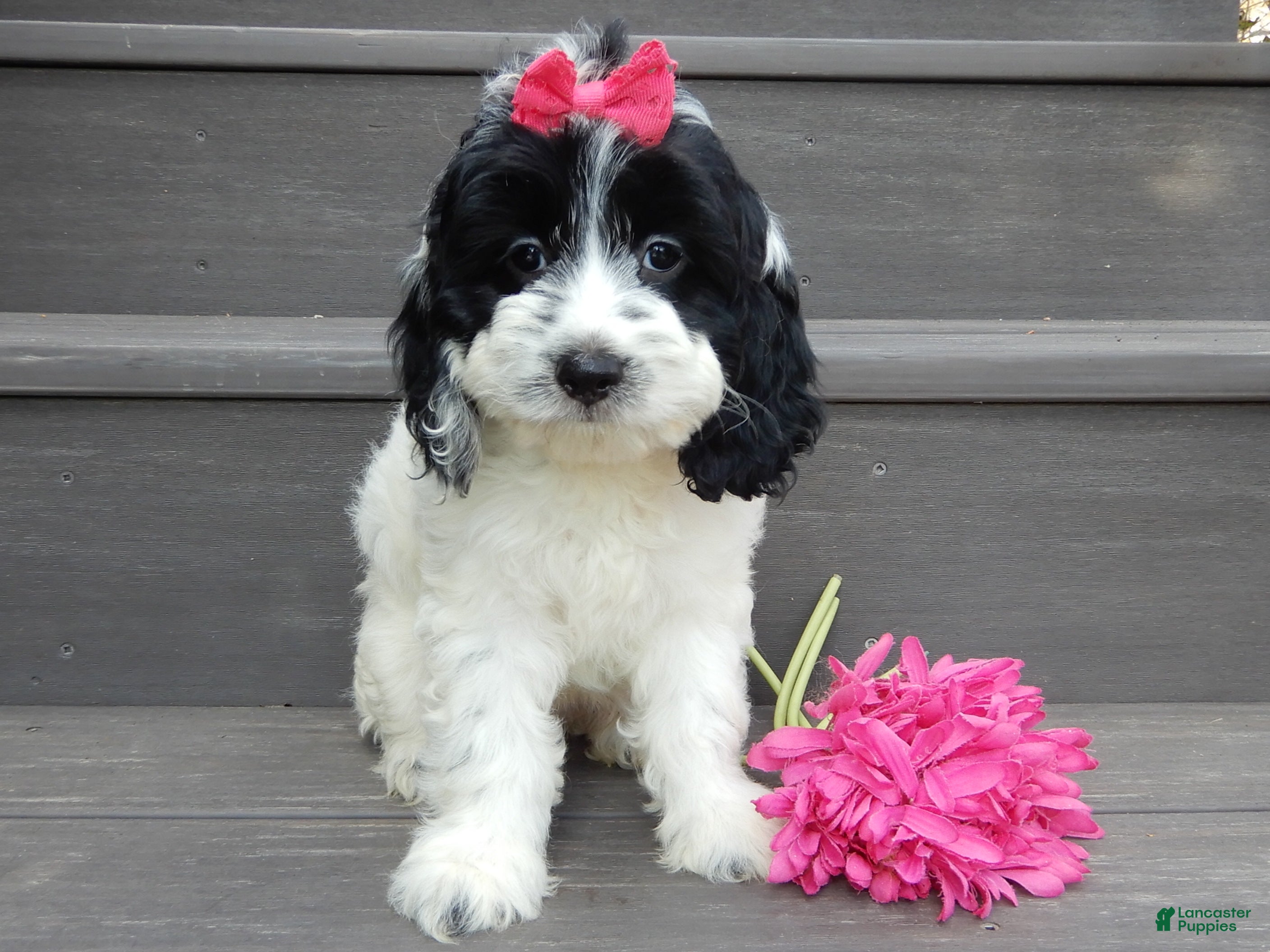 Cockapoo dogs for sale: Molly - Ad 2