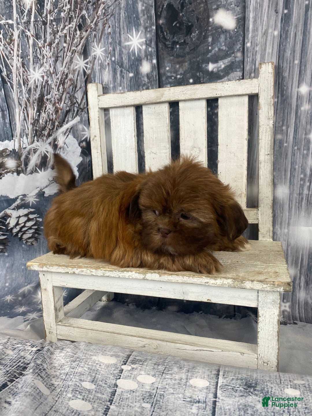 Shih Tzu dogs for sale: Pippin - Ad 2