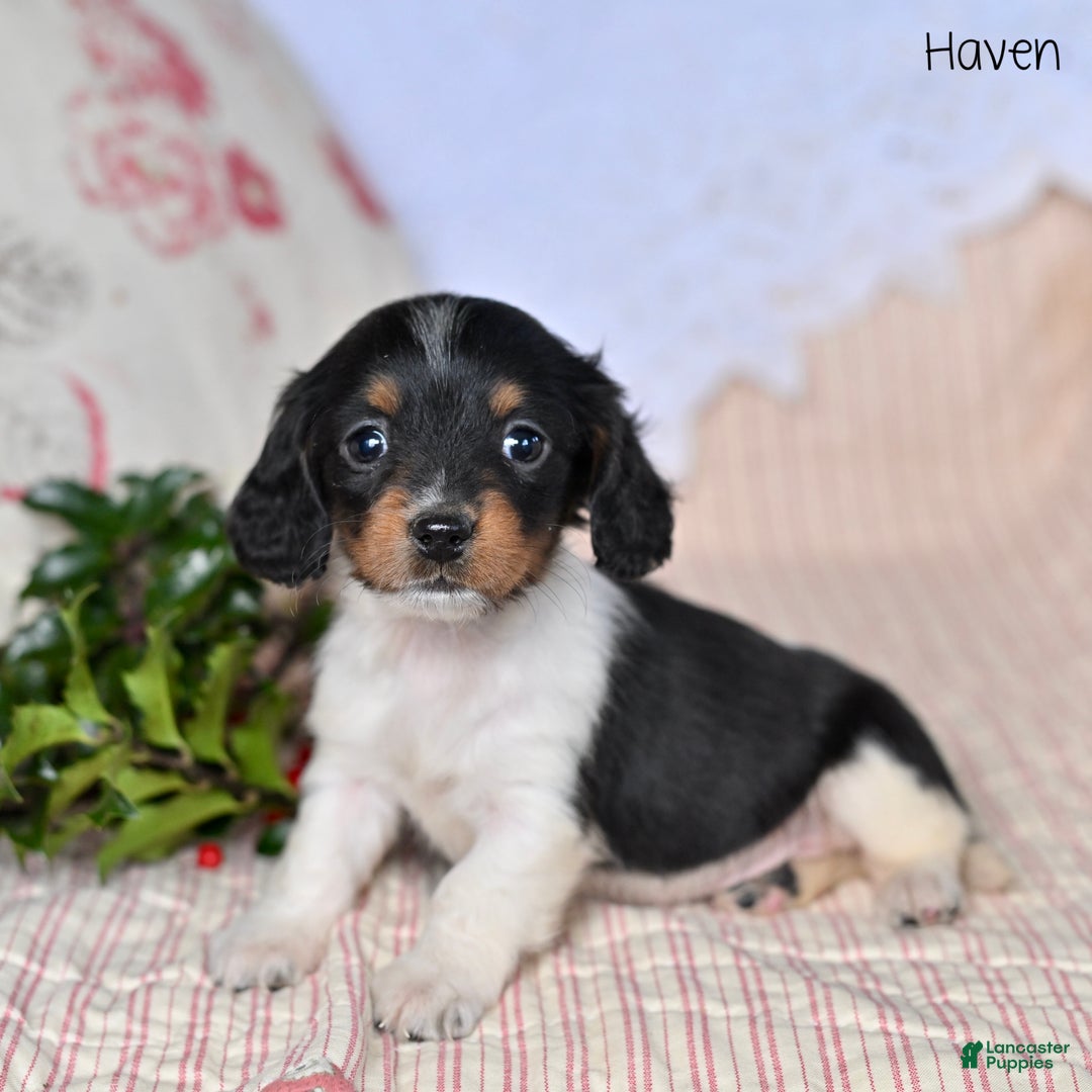 Miniature Dachshund dogs for sale: Haven - Ad 4