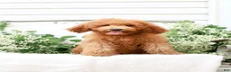 Goldendoodle dogs for sale: Jordan - Ad 4