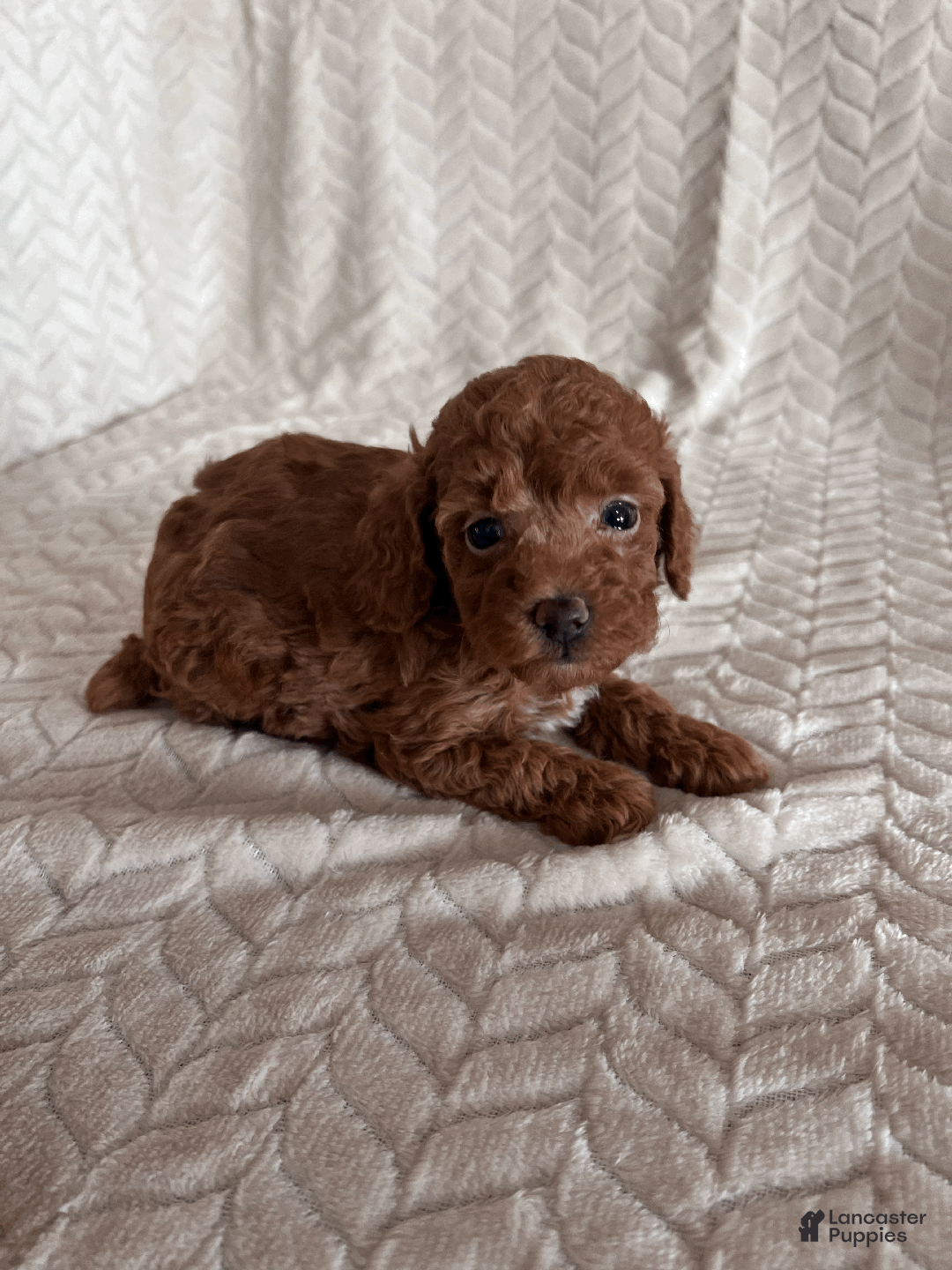 Toy Poodle dogs for sale: Allie - Ad 3