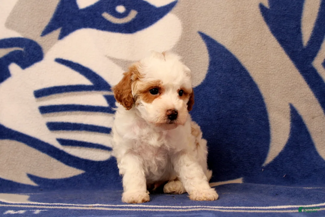 Toy Poodle dogs for sale: Fisher - Ad 2