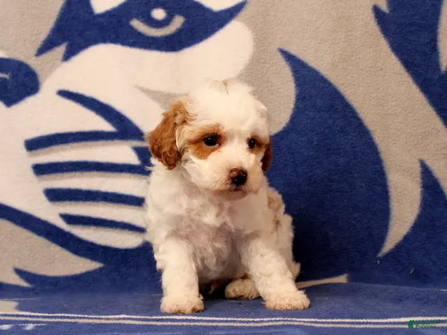 Toy Poodle dogs Fisher - Ad 2