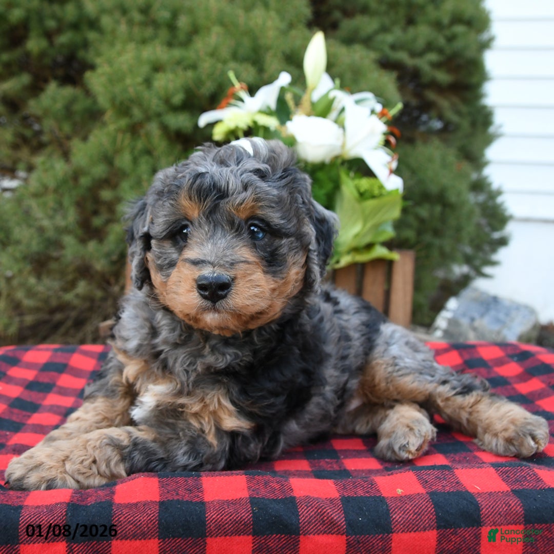 Mini Bernedoodle dogs for sale: Sallie - Ad 1