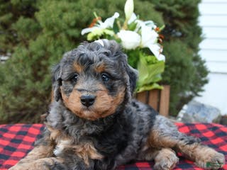 Mini Bernedoodle dogs Sallie - Ad 25