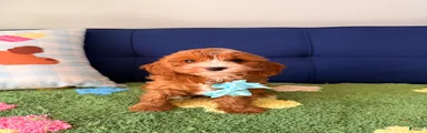 cooper